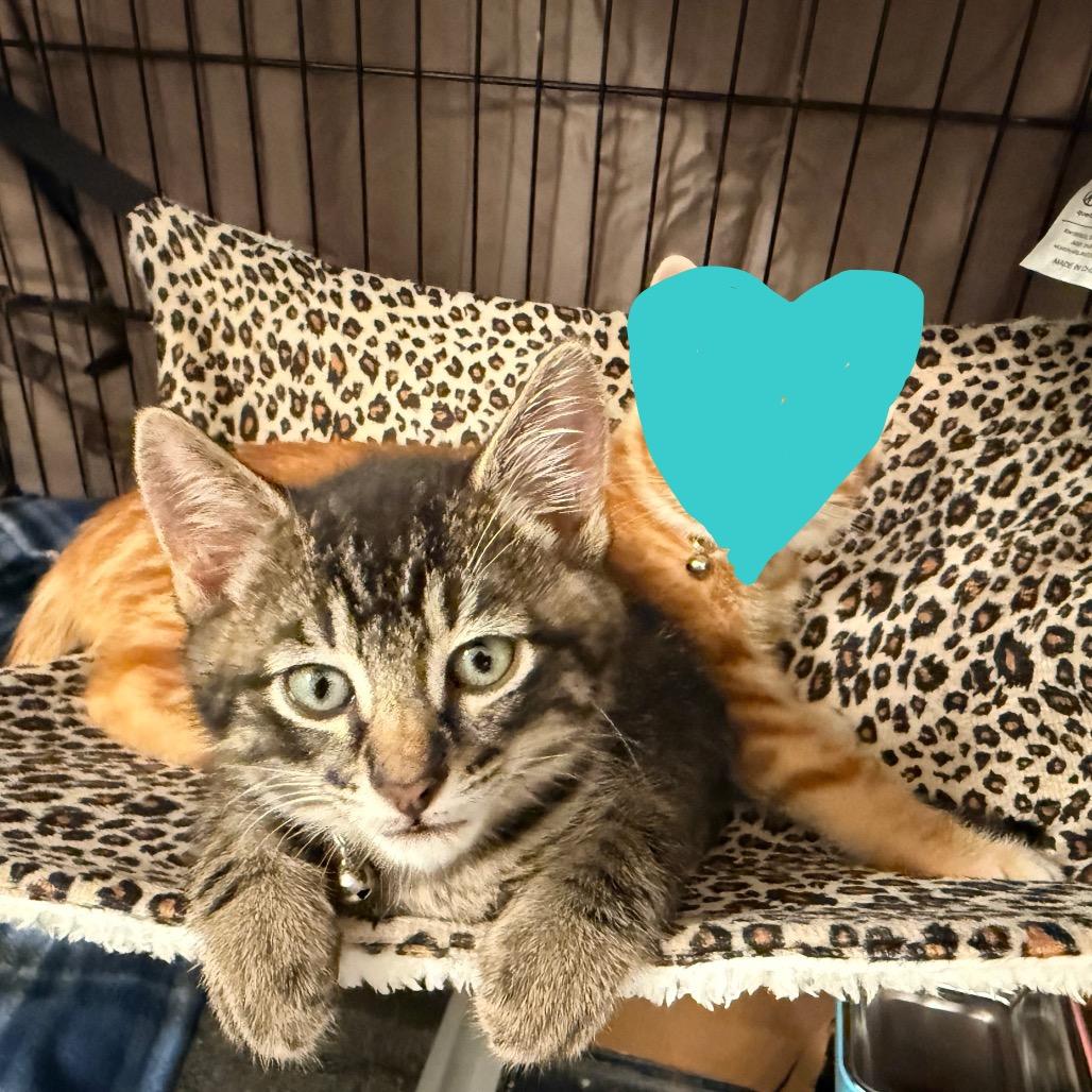Clark Gable, a Adoptable Domestic Medium Hair in Flower Mound, TX image 2/6