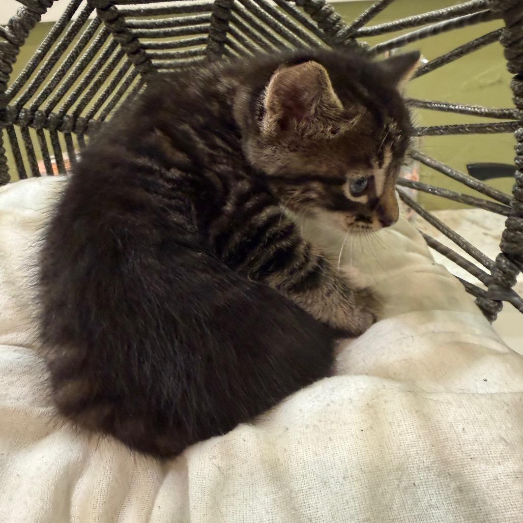 Clark Gable, a Adoptable Domestic Medium Hair in Flower Mound, TX image 3/6