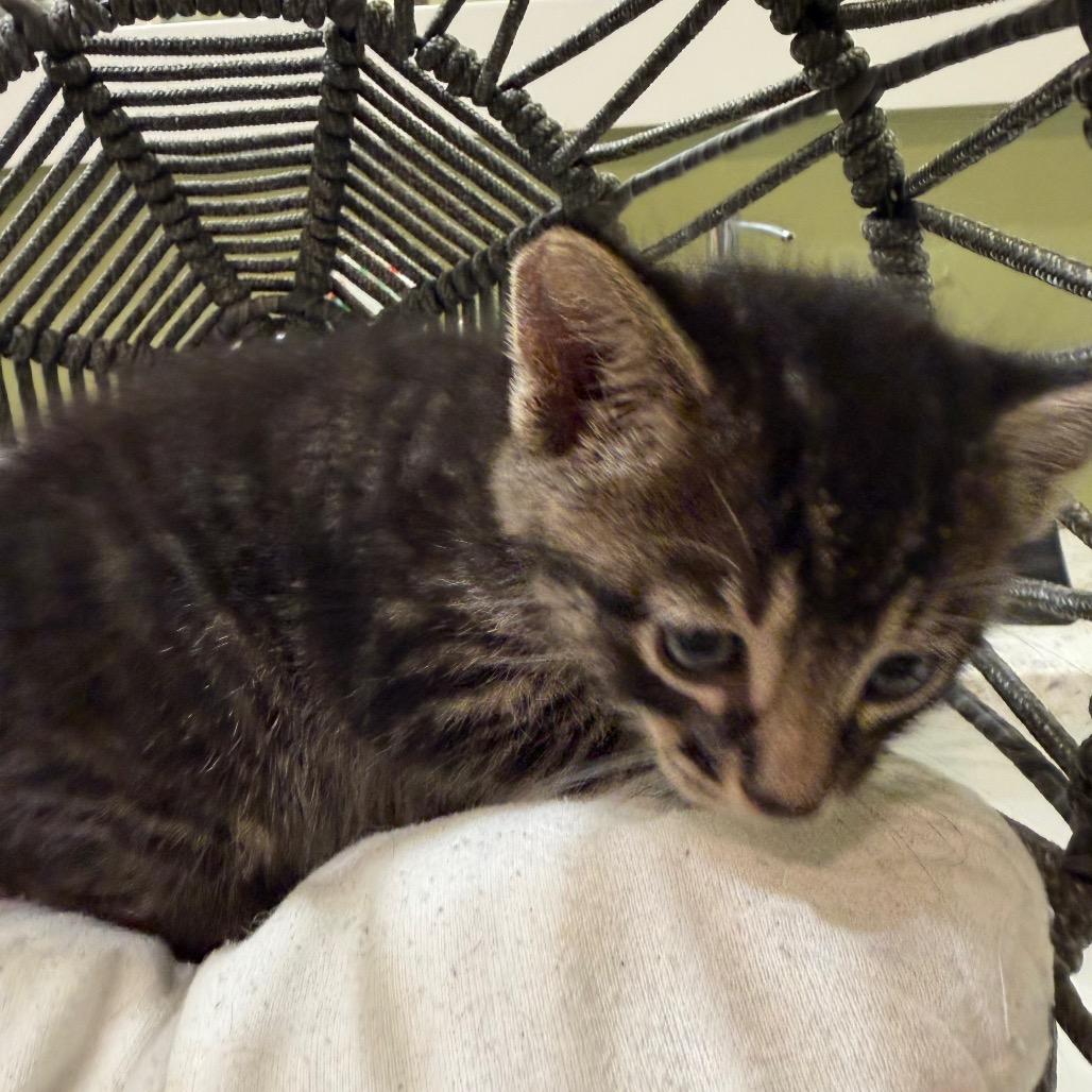 Clark Gable, a Adoptable Domestic Medium Hair in Flower Mound, TX image 4/6