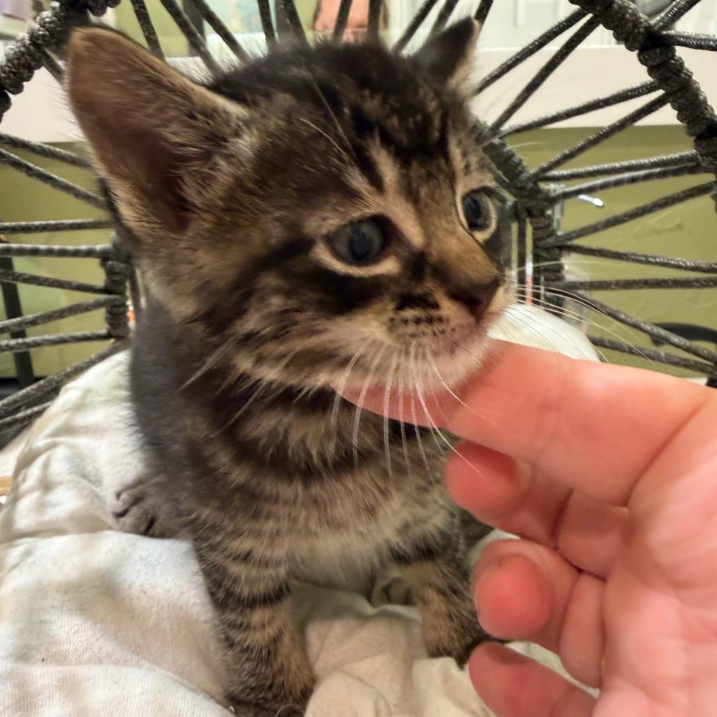 Clark Gable, a Adoptable Domestic Medium Hair in Flower Mound, TX image 5/6