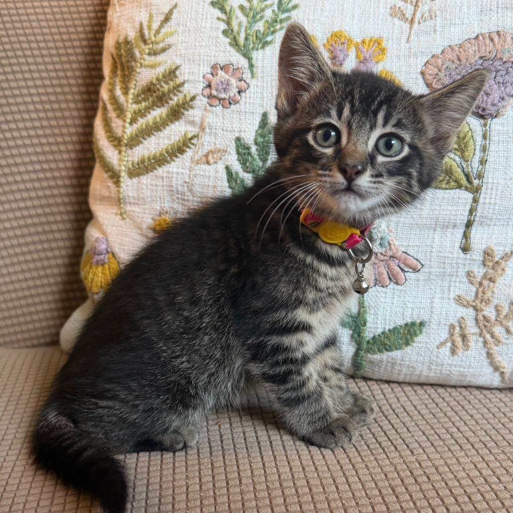 Clark Gable, a Adoptable Domestic Medium Hair in Flower Mound, TX image 6/6