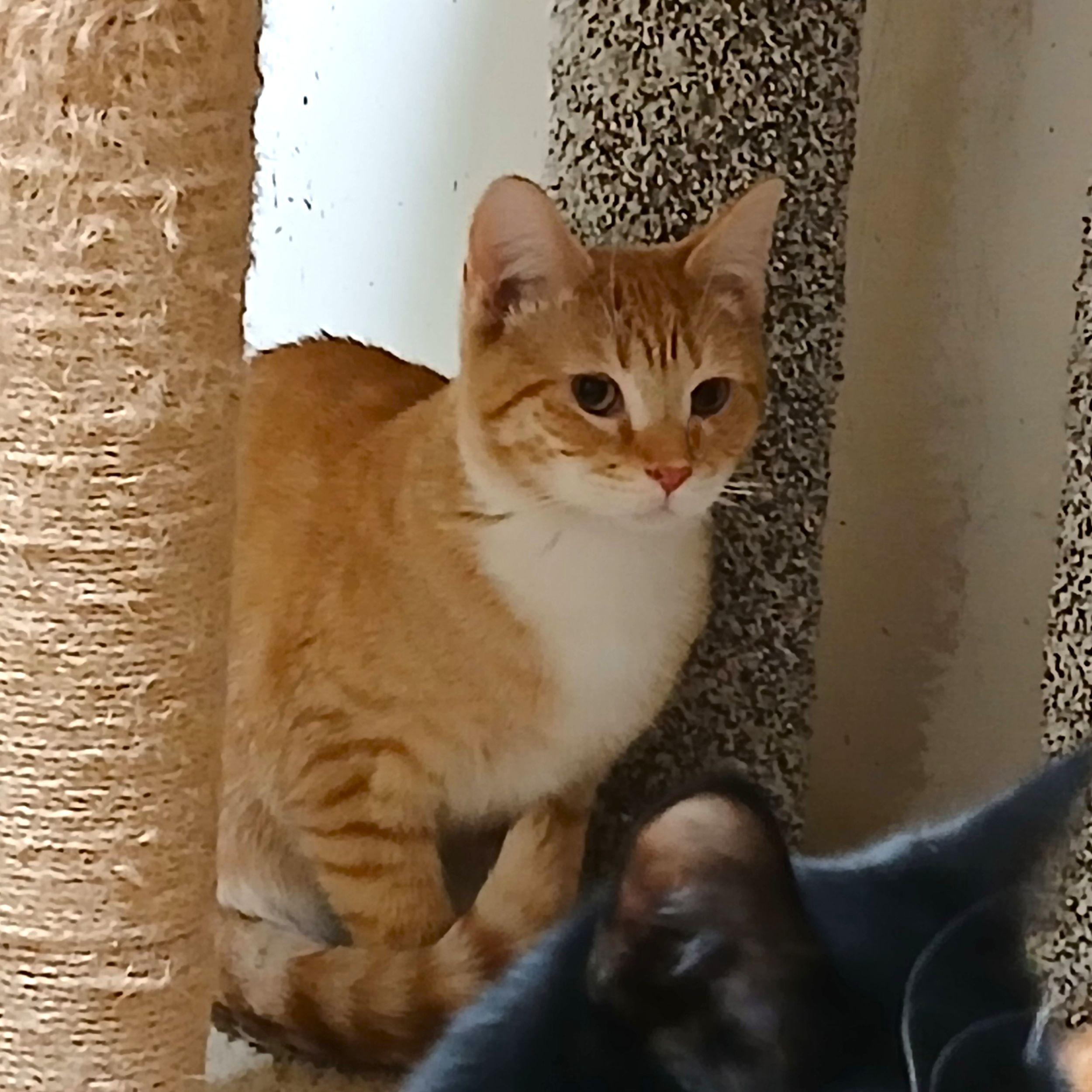 Enlarge Yahtzee, a ADOPTABLE Domestic Short Hair in Calgary, AB image 1/3