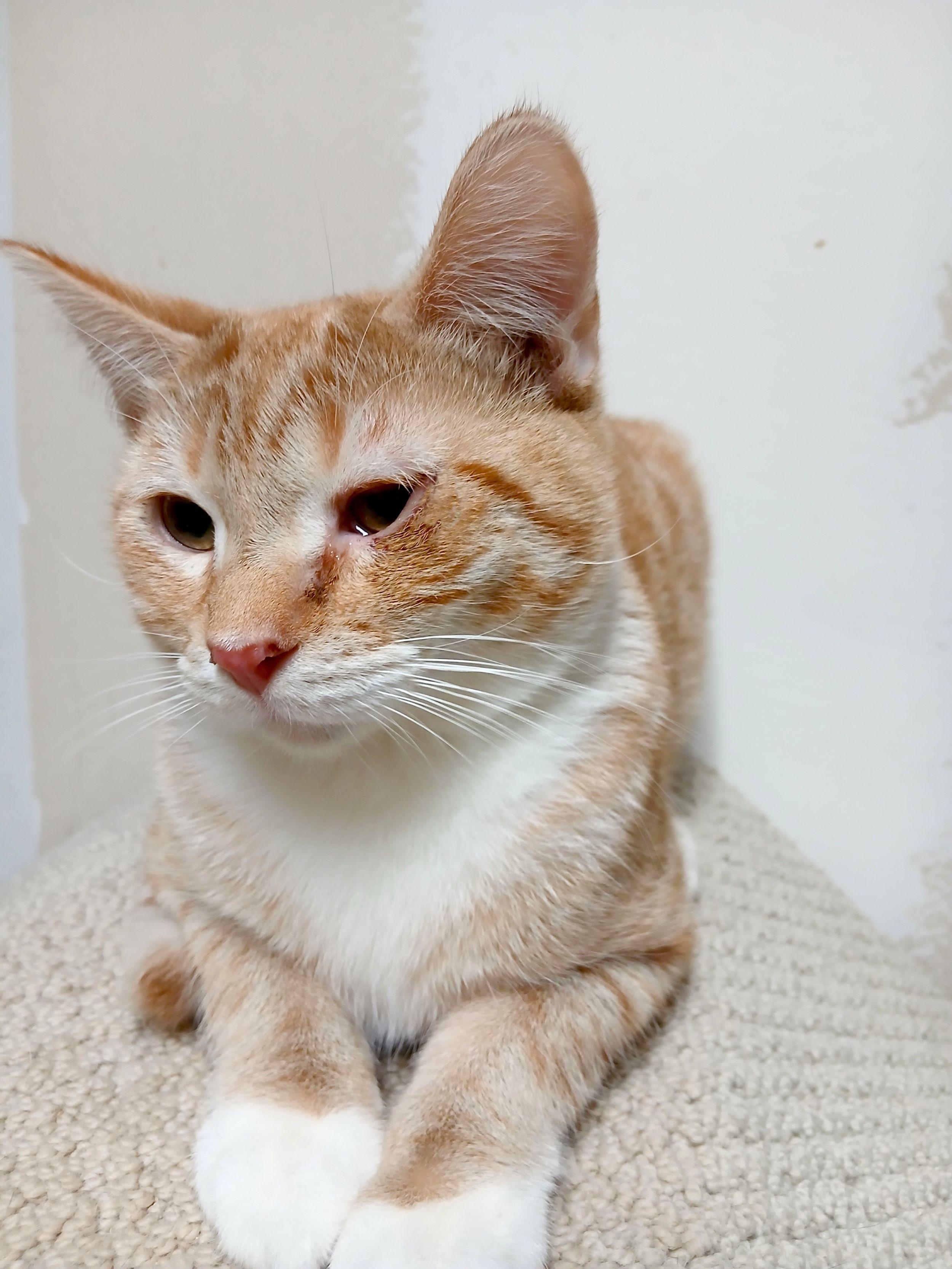 Enlarge Yahtzee, a ADOPTABLE Domestic Short Hair in Calgary, AB image 2/3