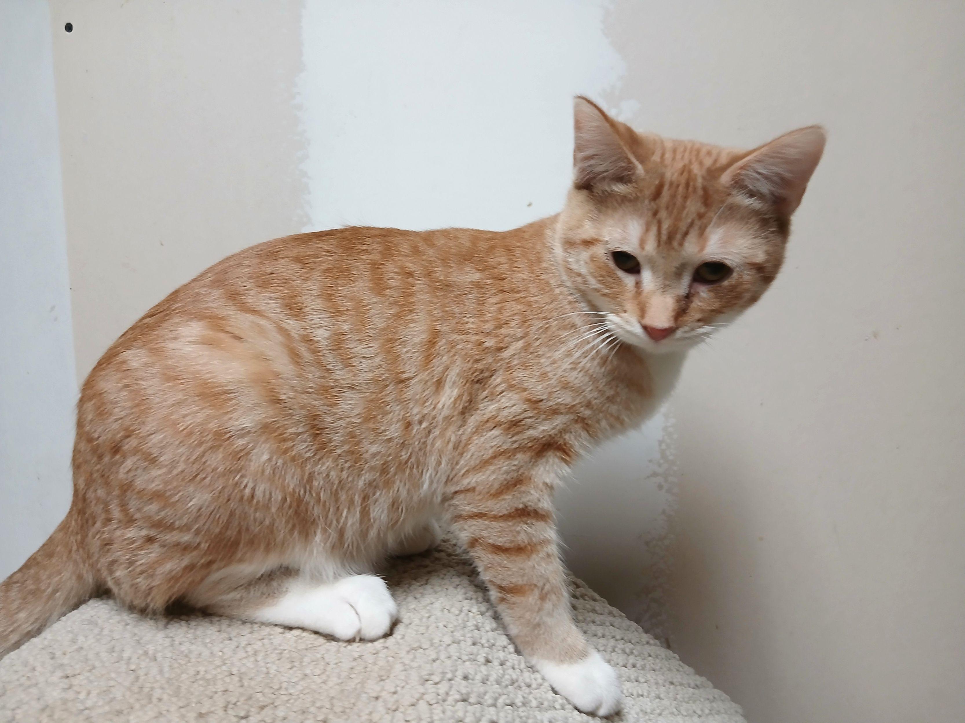 Yahtzee — thumbnail 3