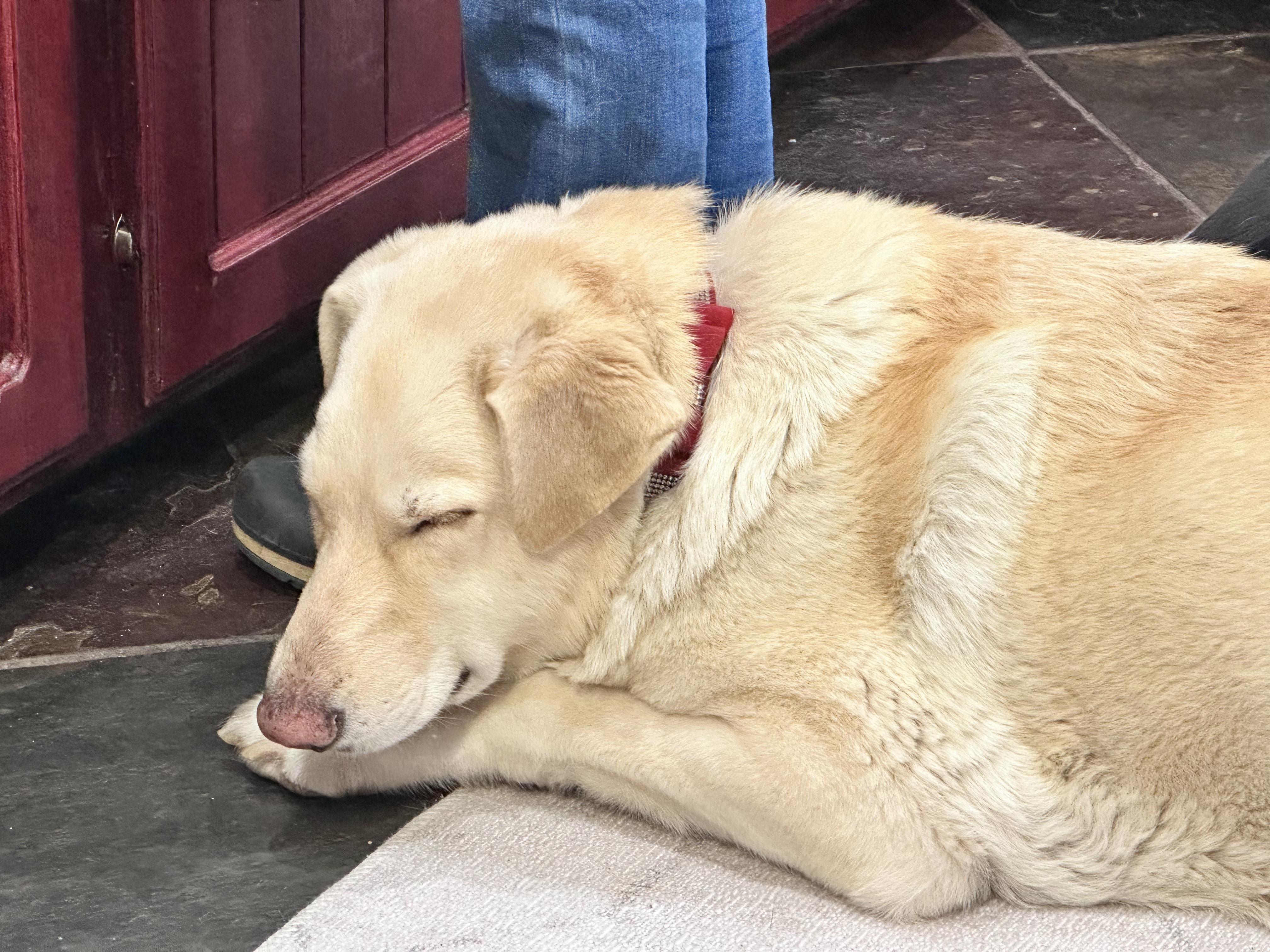 Enlarge Sugar – A Gentle Soul Ready for Her Forever Home, a ADOPTABLE mixed breed in Prescott, AZ image 5/5