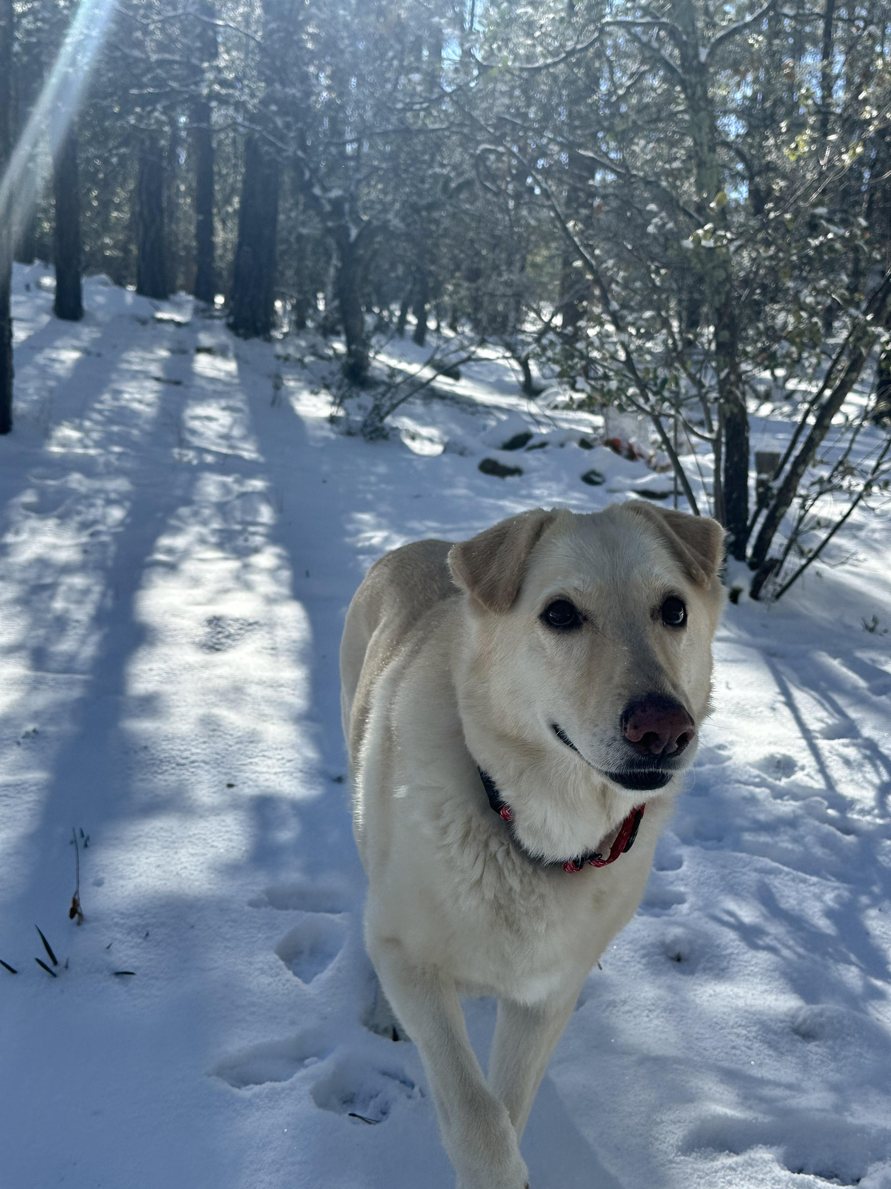 Enlarge Sugar – A Gentle Soul Ready for Her Forever Home, a ADOPTABLE mixed breed in Prescott, AZ image 3/5