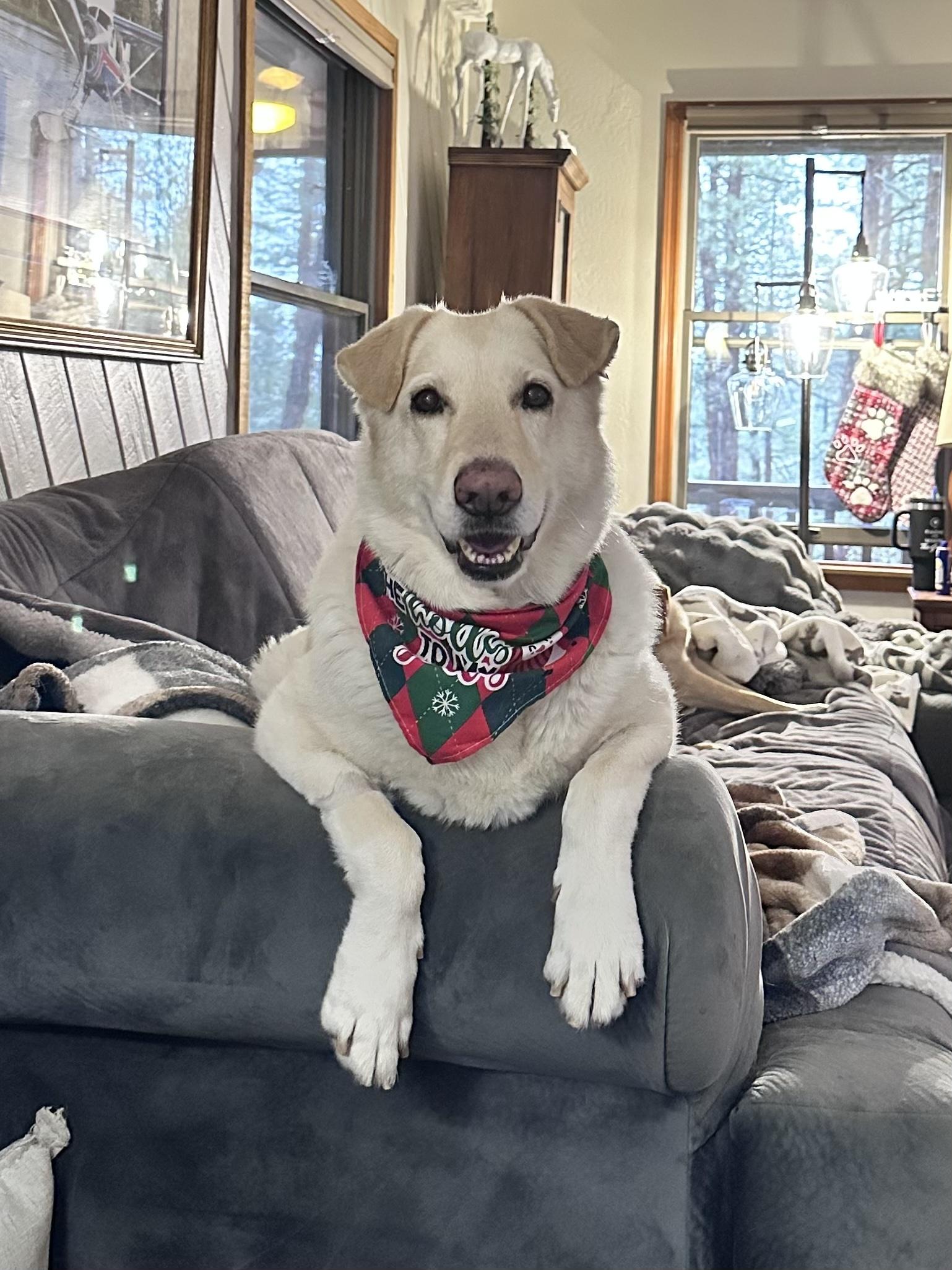 Enlarge Sugar – A Gentle Soul Ready for Her Forever Home, a ADOPTABLE mixed breed in Prescott, AZ image 2/5