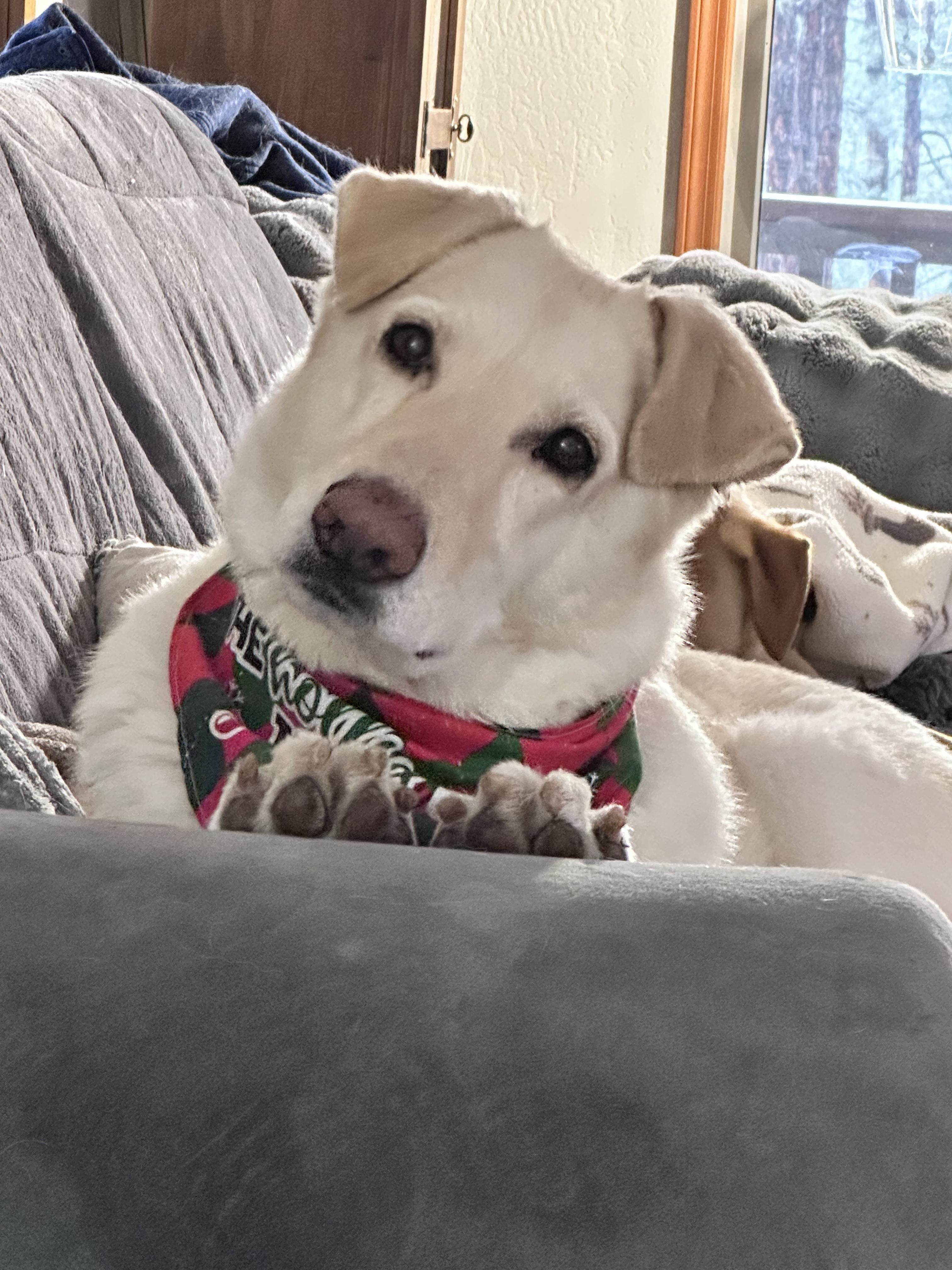 Sugar – A Gentle Soul Ready for Her Forever Home, ADOPTABLE, Adult Female Yellow Labrador Retriever & German Shepherd Dog.
