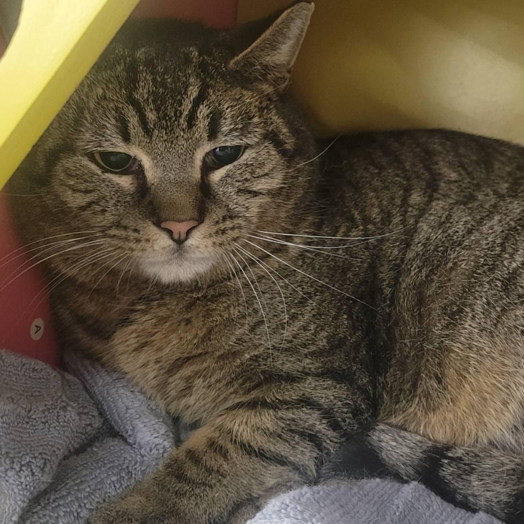 Shorty, Adult Male Tabby