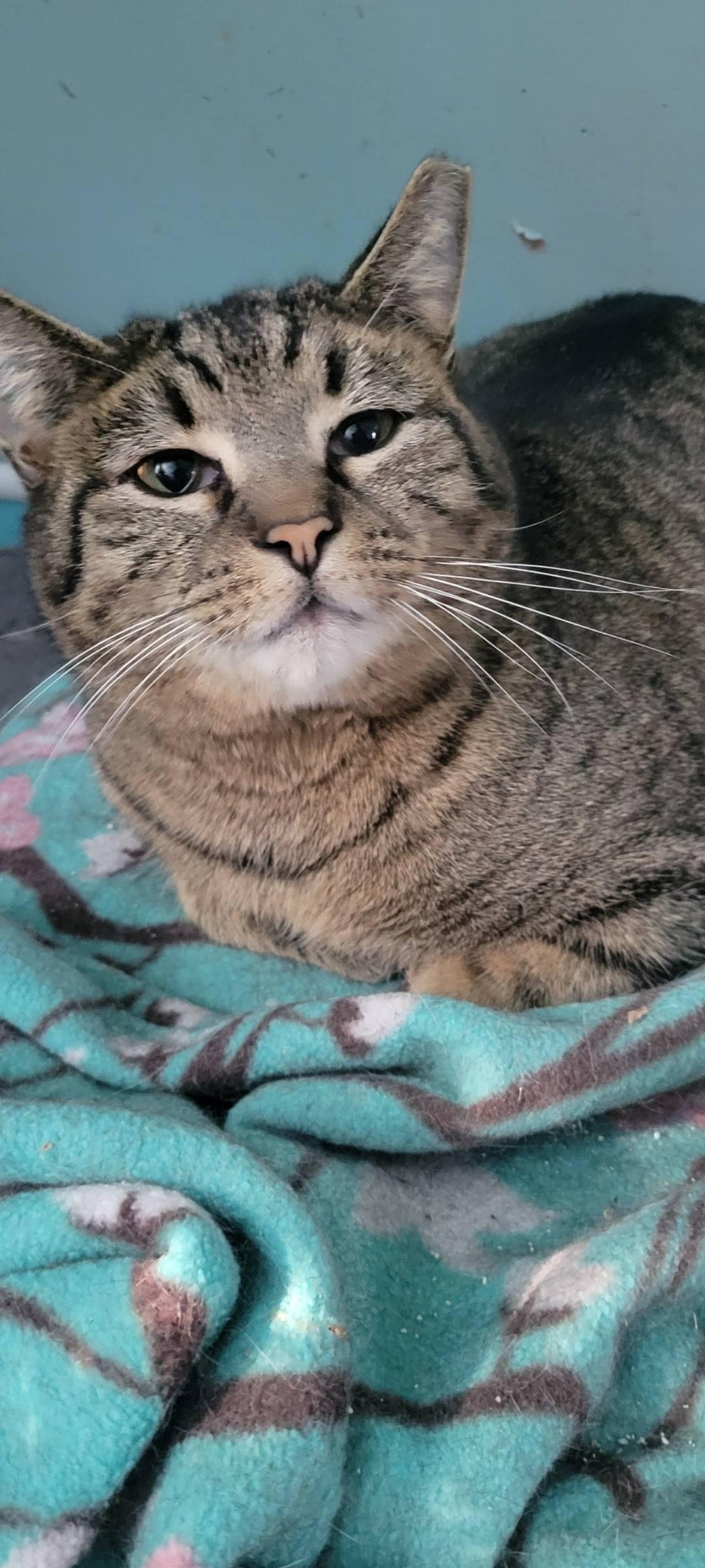 Enlarge Shorty, a Adoptable Tabby in Independence, OH image 2/3