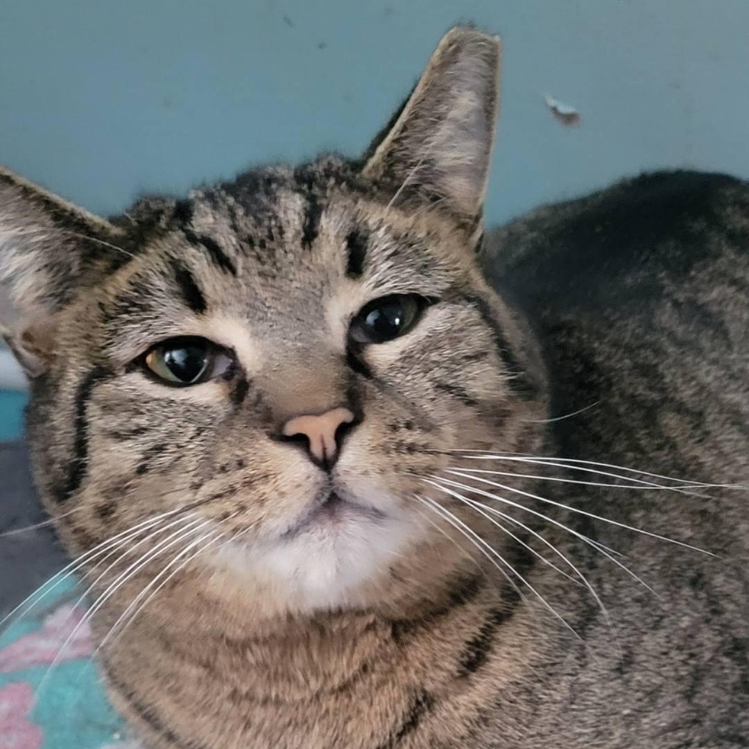 Enlarge Shorty, a Adoptable Tabby in Independence, OH image 2/3