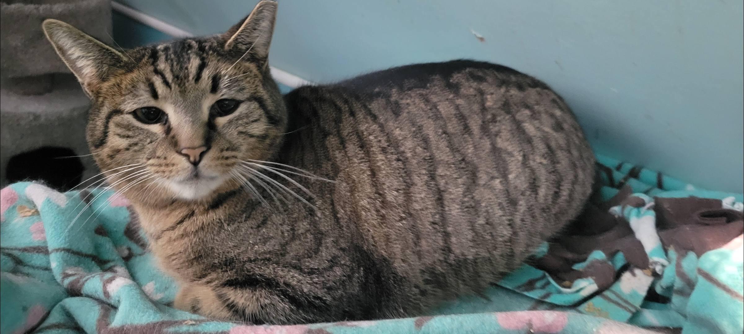 Enlarge Shorty, a Adoptable Tabby in Independence, OH image 3/3