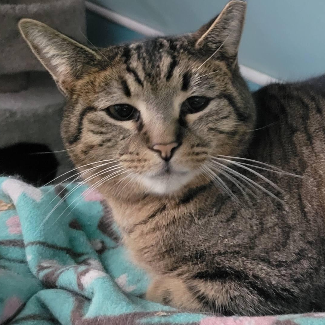 Enlarge Shorty, a Adoptable Tabby in Independence, OH image 3/3