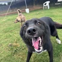 Enlarge Jordan, a Adoptable mixed breed in East Ridge, TN image 2/6