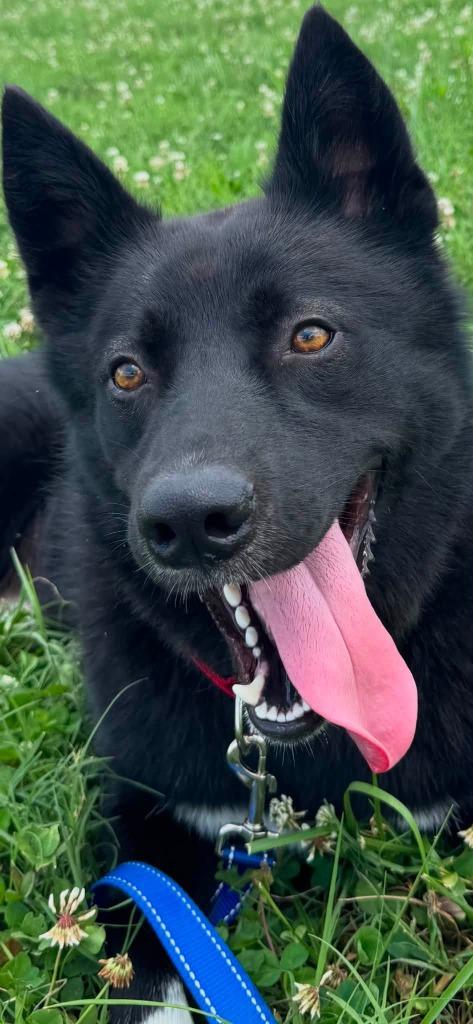 Enlarge Jordan, a Adoptable mixed breed in East Ridge, TN image 3/6