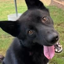 Enlarge Jordan, a Adoptable mixed breed in East Ridge, TN image 4/6