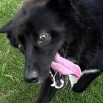 Enlarge Jordan, a Adoptable mixed breed in East Ridge, TN image 5/6