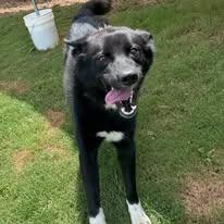 Enlarge Jordan, a Adoptable mixed breed in East Ridge, TN image 6/6