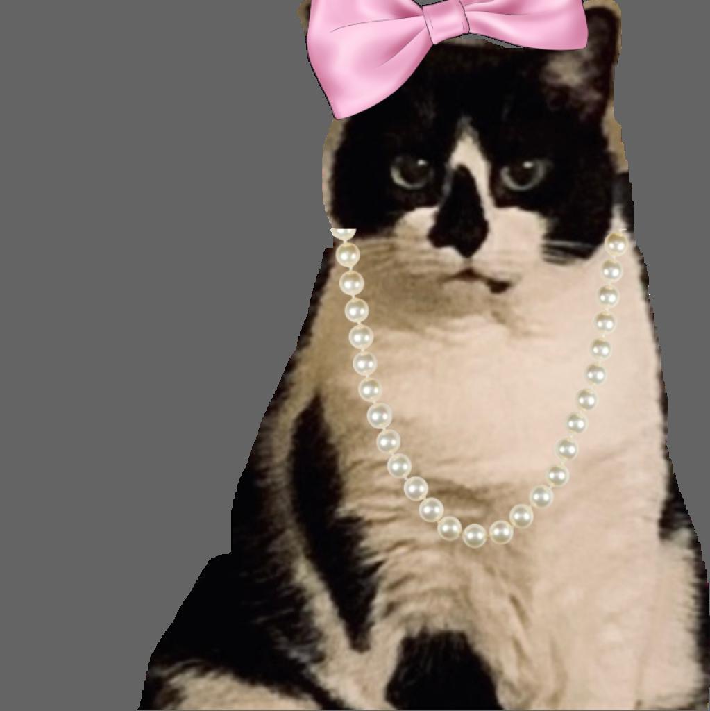 Enlarge Chloe, a Adoptable Domestic Short Hair in St. Peters, MO image 1/1