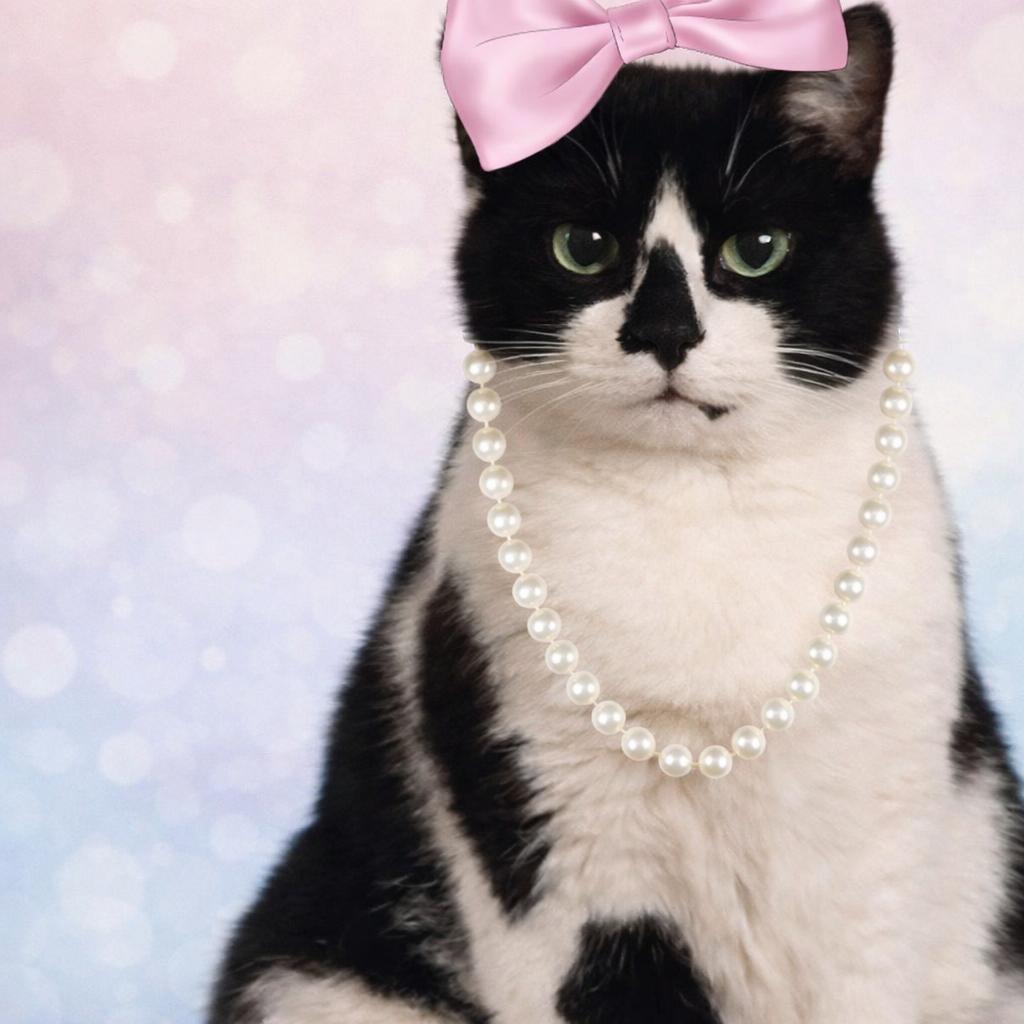 Chloe, Adoptable, Senior Female Domestic Short Hair.