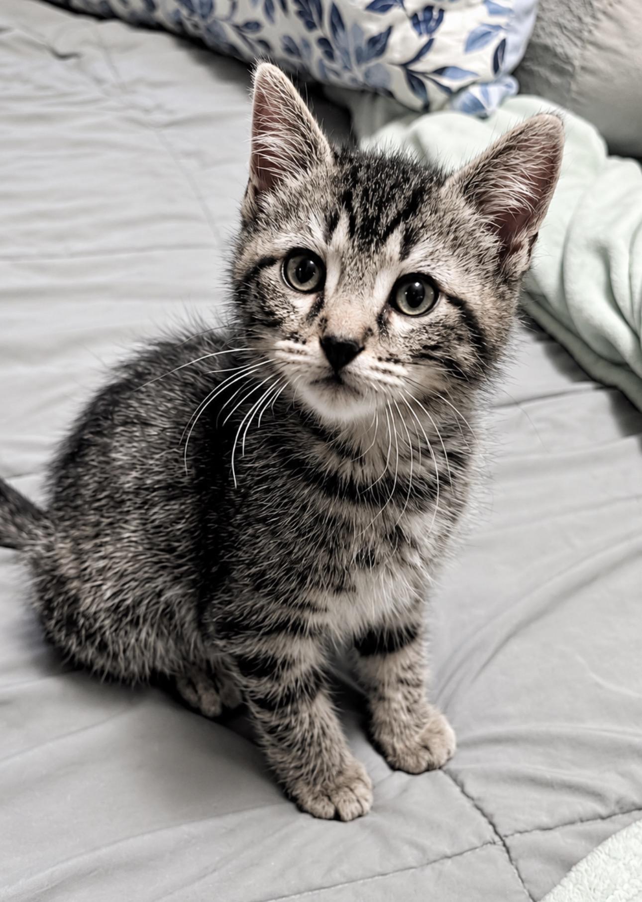Enlarge Piglet, an adopted Domestic Short Hair in Youngstown, OH image 1/1