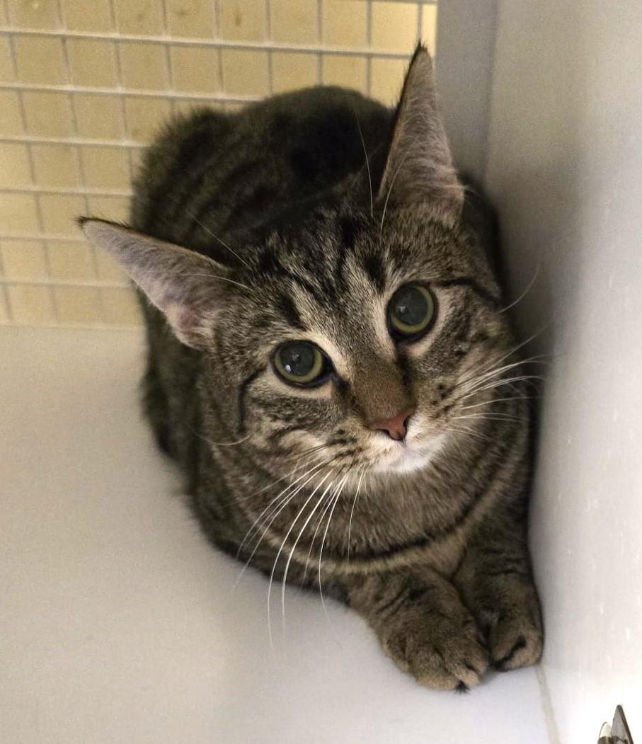 Nova, adopted, Adult Female Domestic Short Hair.