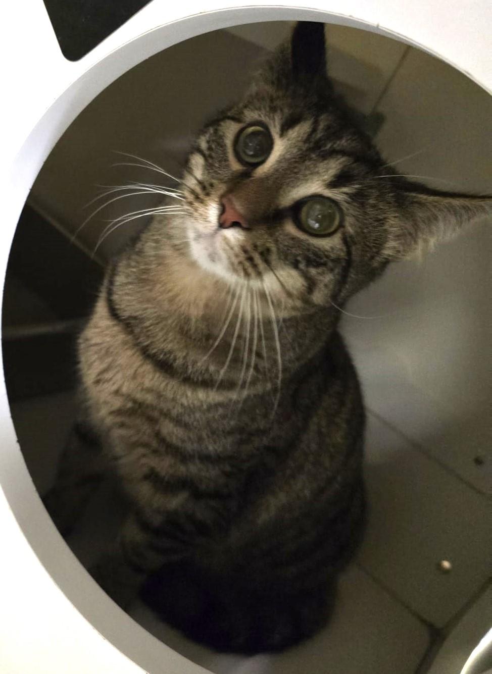 Nova, an adopted Domestic Short Hair in Nottingham, MD image 2/2