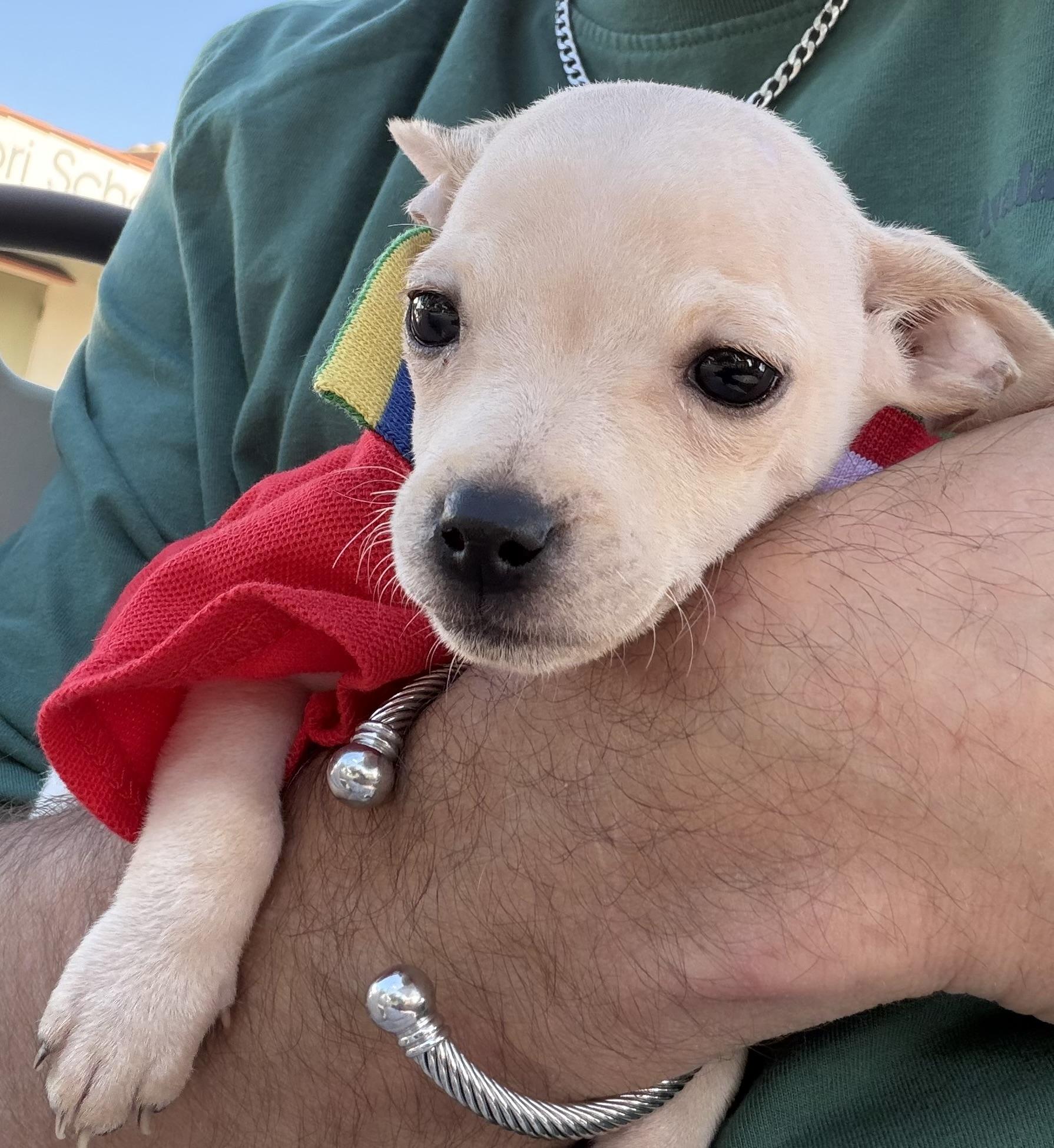 Enlarge Sparky, a ADOPTABLE Chihuahua in Van Nuys, CA image 1/5