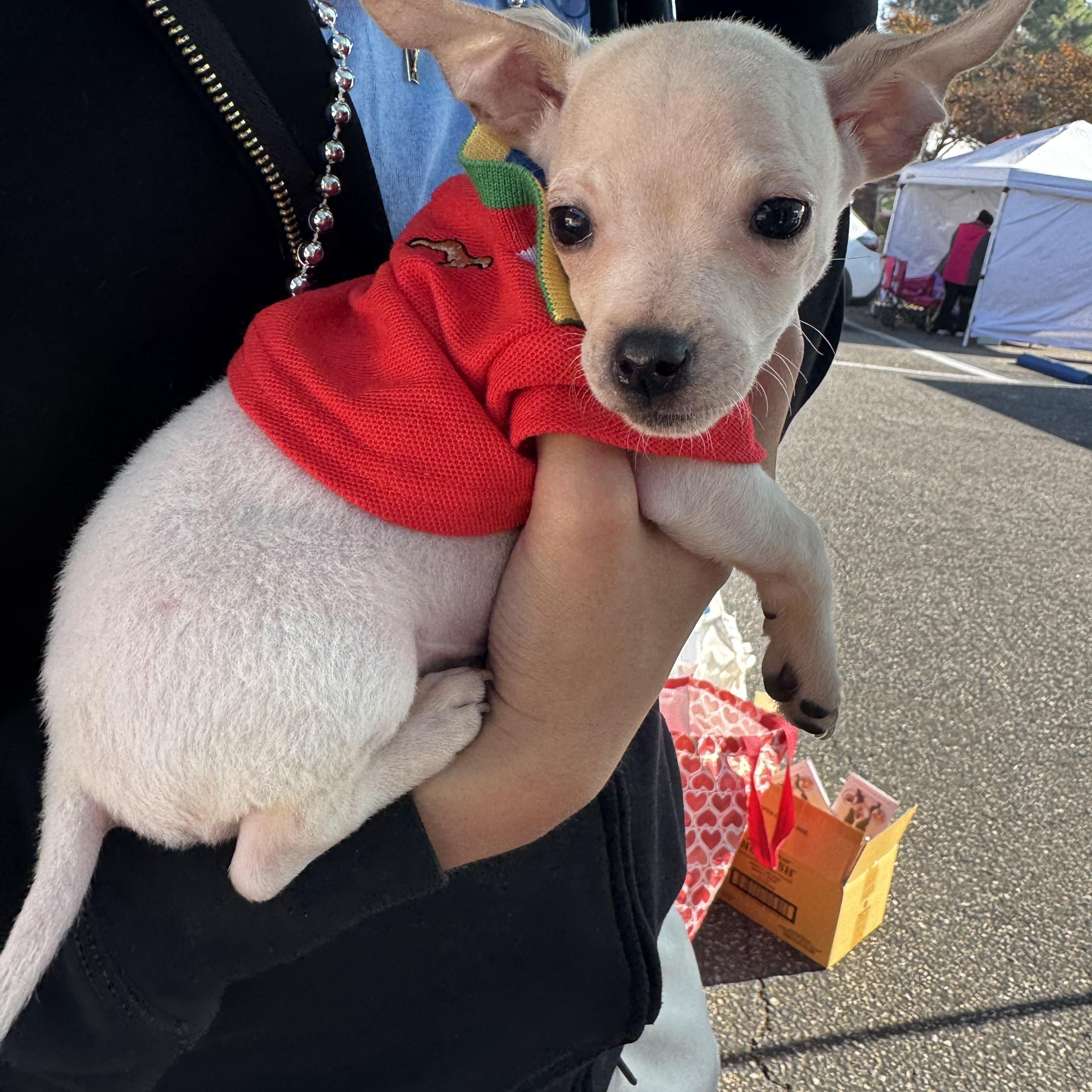 Enlarge Sparky, a ADOPTABLE Chihuahua in Van Nuys, CA image 2/5