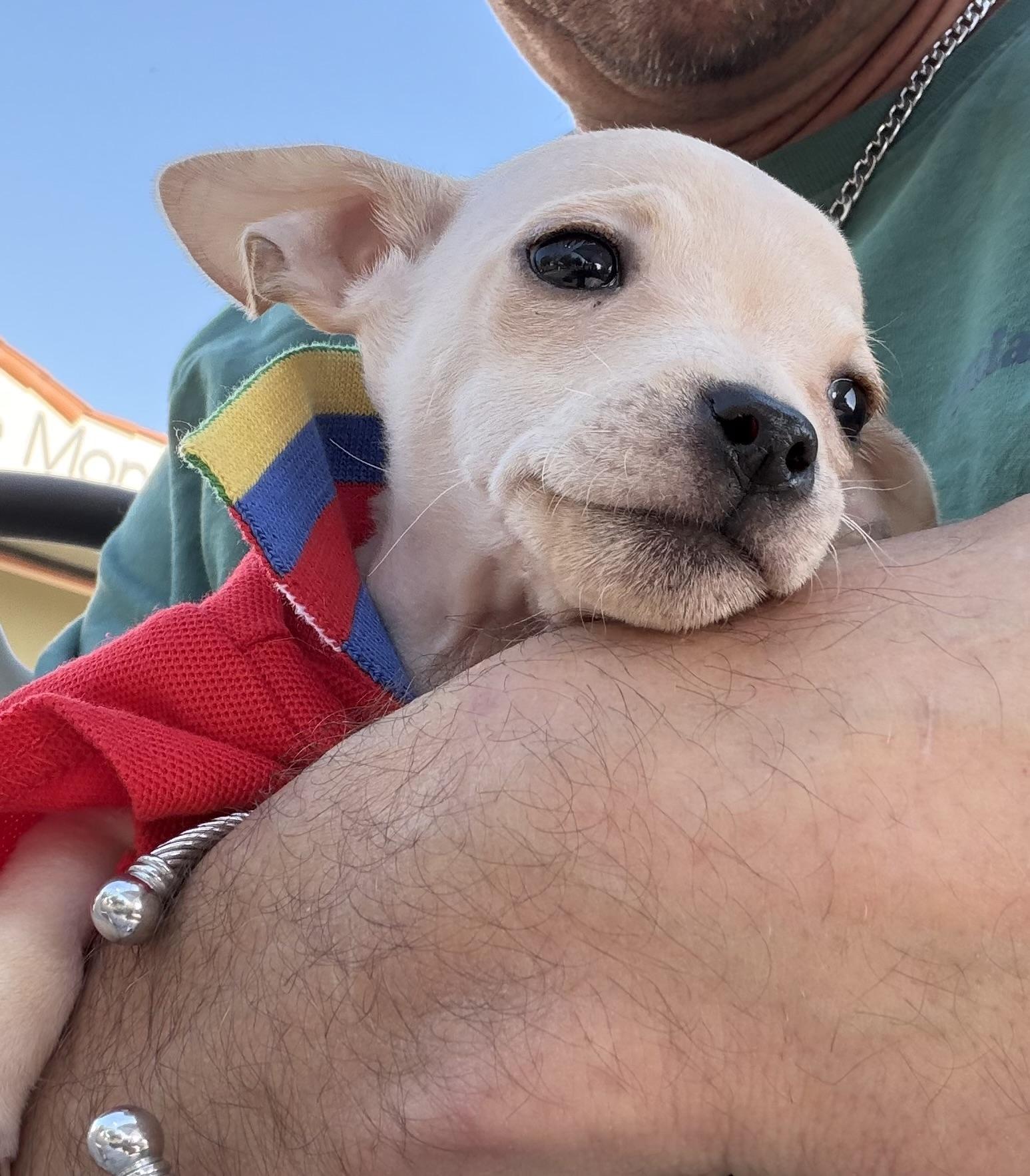 Enlarge Sparky, a ADOPTABLE Chihuahua in Van Nuys, CA image 4/5