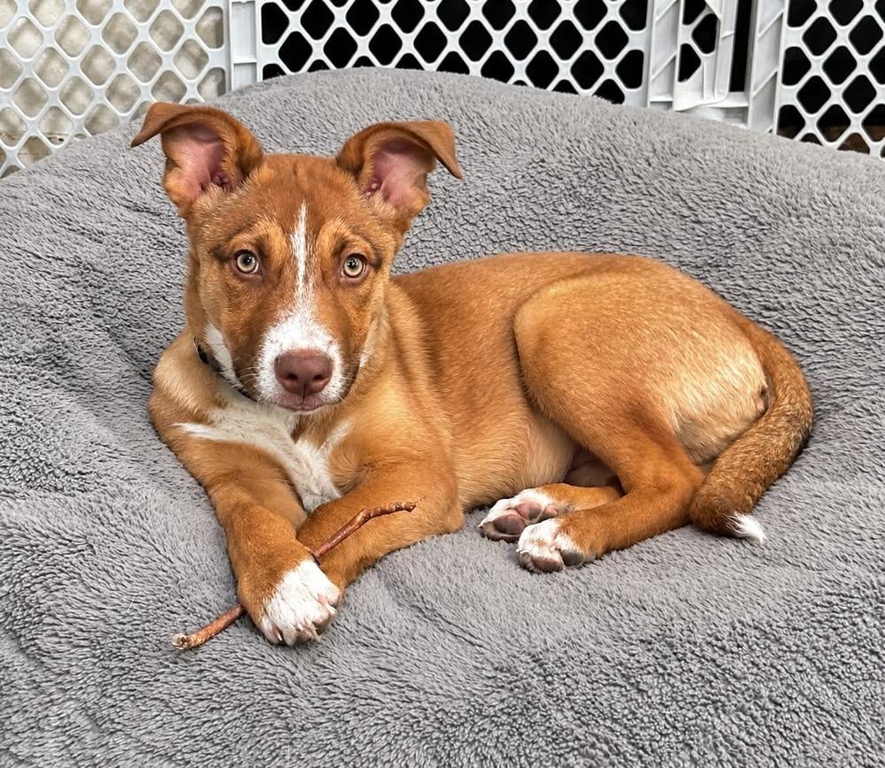 Rumi, Adoptable, Puppy Male Shepherd & Collie.