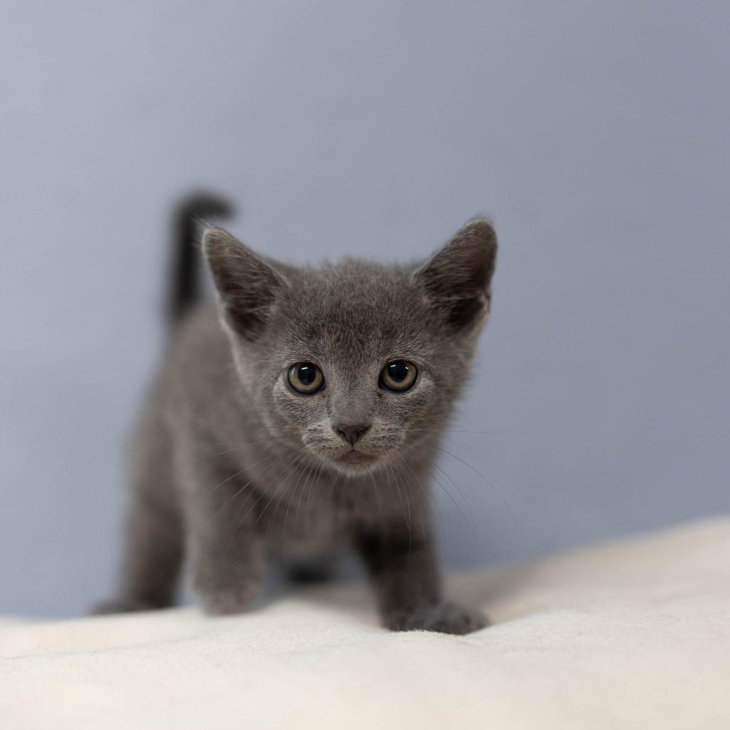 Tessa, Adoptable, Kitten Female Domestic Short Hair.