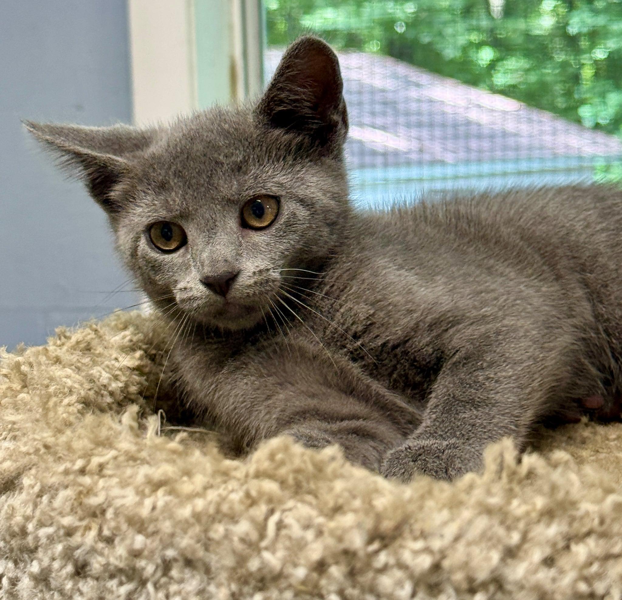 Tessa, a Adoptable Domestic Short Hair in Talbott, TN image 4/6