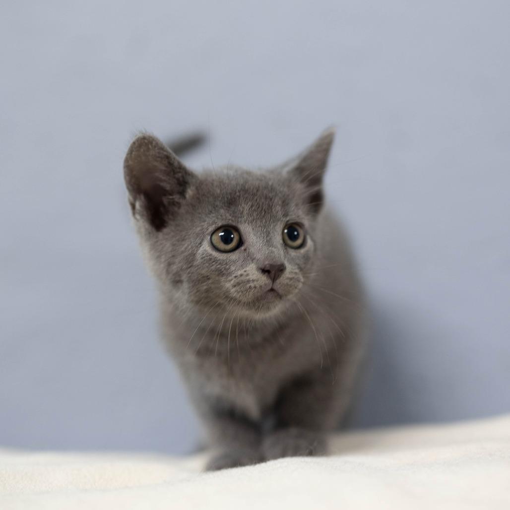 Tessa, a Adoptable Domestic Short Hair in Talbott, TN image 2/2