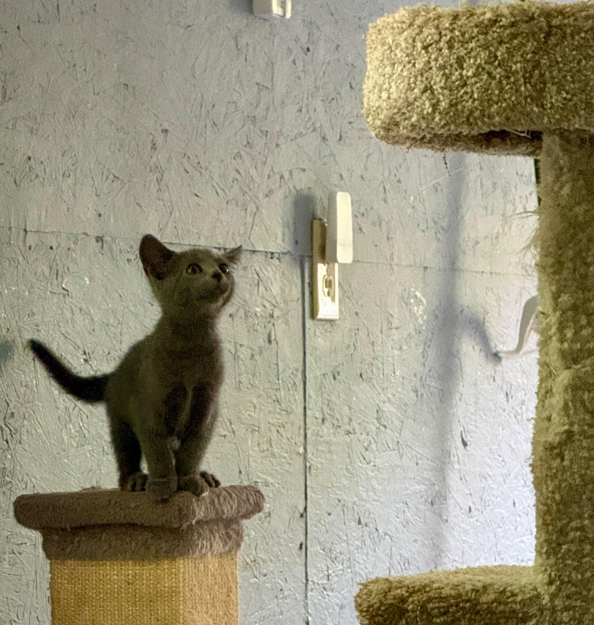 Tessa, a Adoptable Domestic Short Hair in Talbott, TN image 5/6