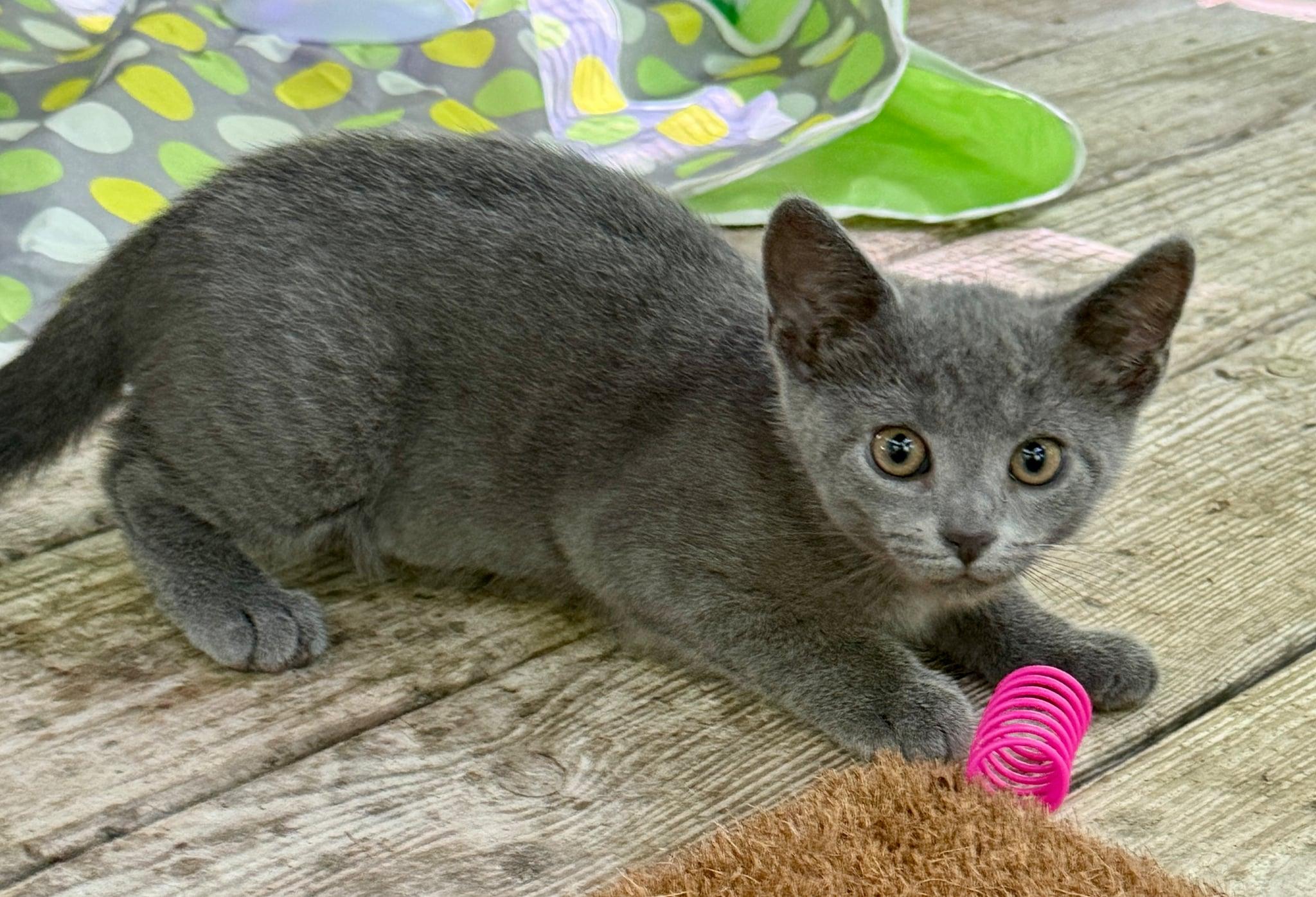 Tessa, a Adoptable Domestic Short Hair in Talbott, TN image 3/6