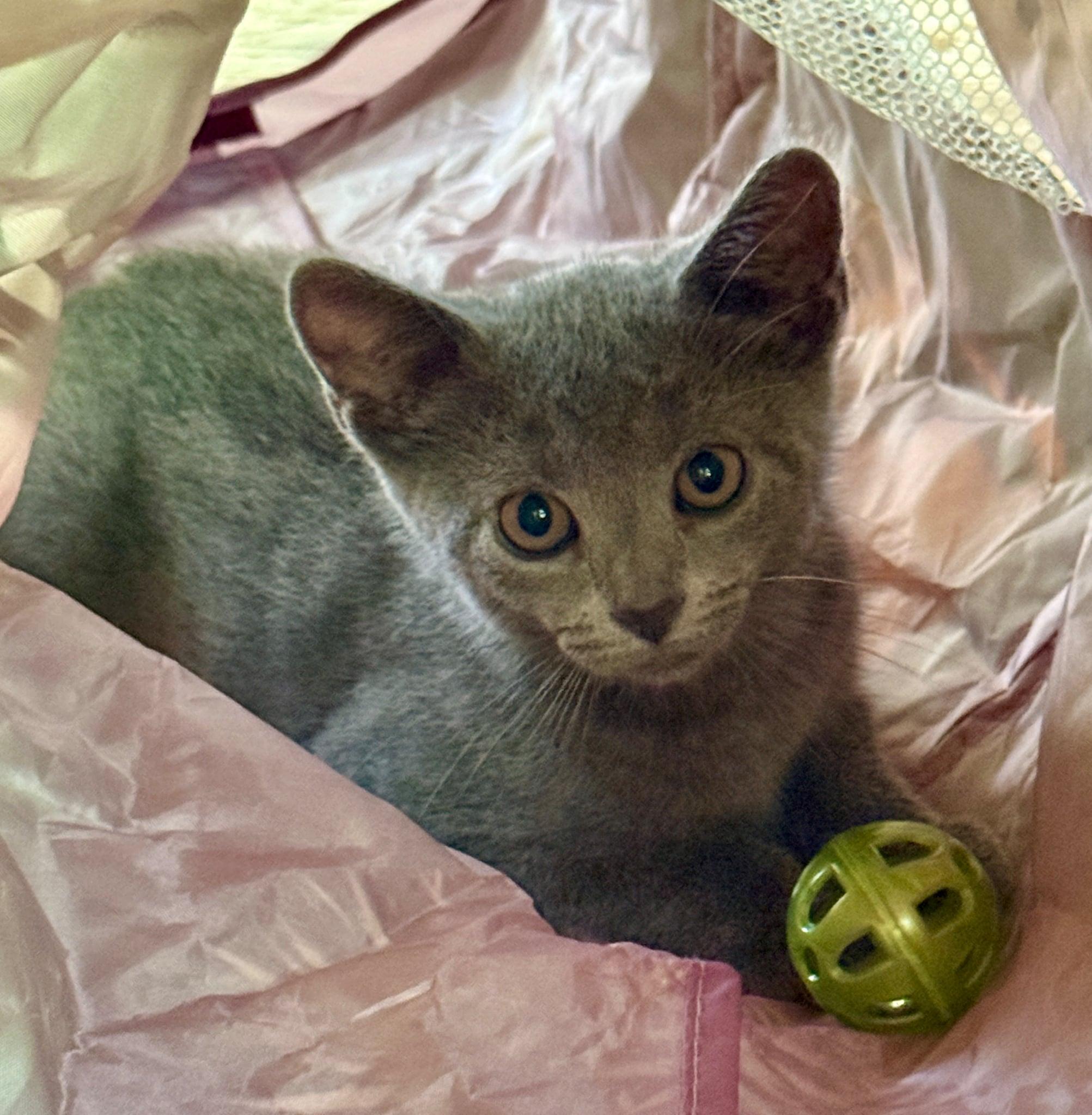 Tessa, Adoptable, Kitten Female Domestic Short Hair.