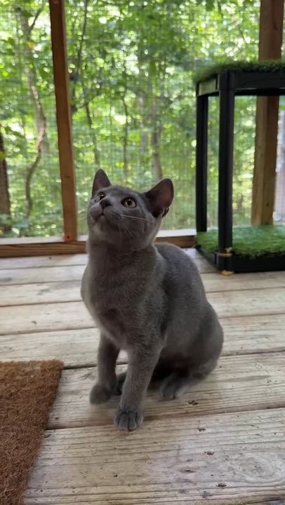Enlarge Tessa, a Adoptable Domestic Short Hair in Talbott, TN video 6/6