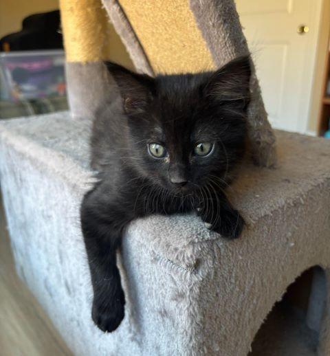Lyric, Baby Male unknown