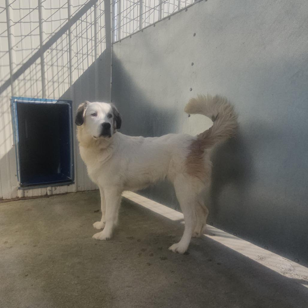 Pebbles, Adoptable, Young Female Mixed Breed.