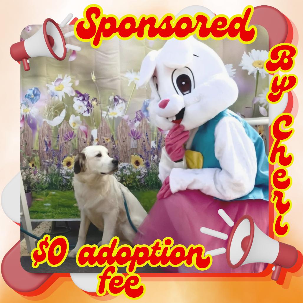 Enlarge Pebbles, a Adoptable Mixed Breed in Priest River, ID image 3/5