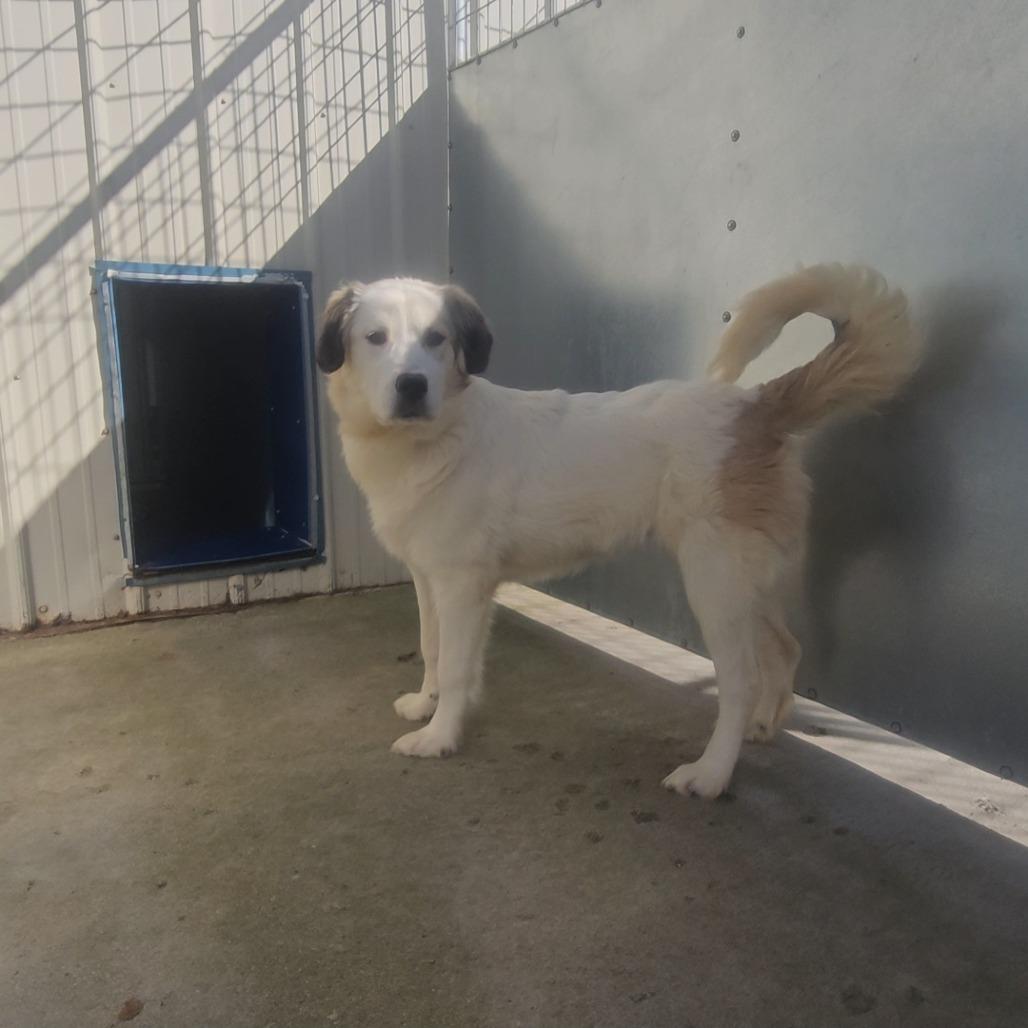 Enlarge Pebbles, a Adoptable Mixed Breed in Priest River, ID image 2/3