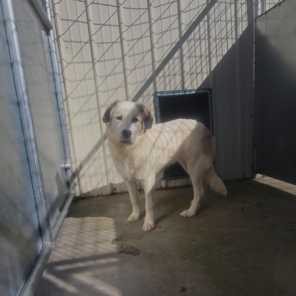 Enlarge Pebbles, a Adoptable Mixed Breed in Priest River, ID image 3/3