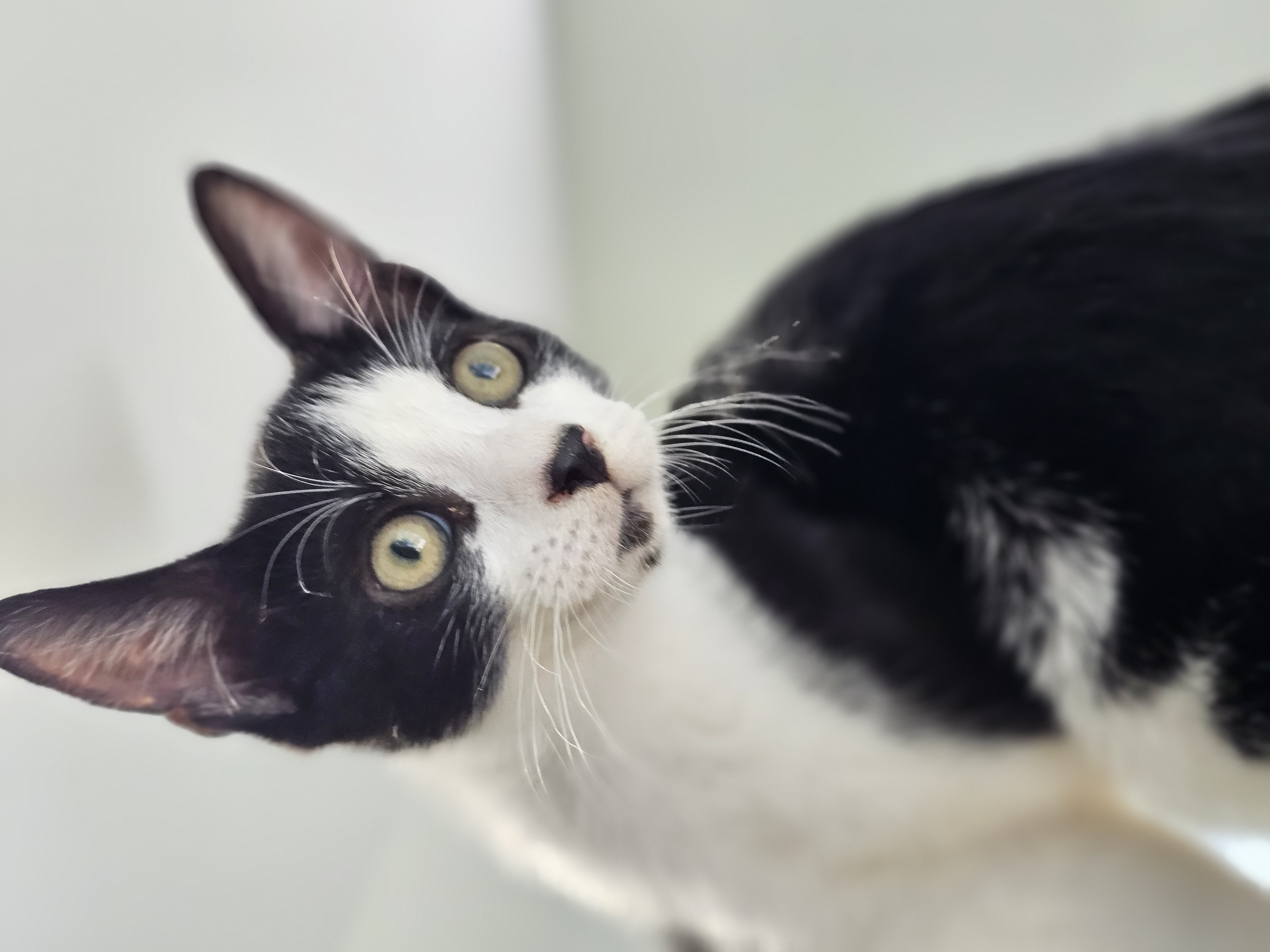 Chase, Adopted, Kitten Male Domestic Short Hair.