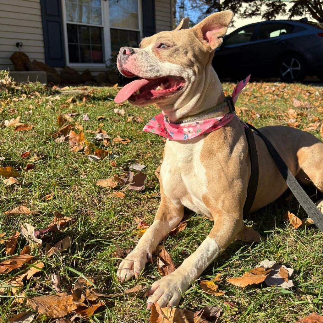Enlarge Poptart (Fancy), a Adoptable Terrier in Flintstone, MD image 1/6