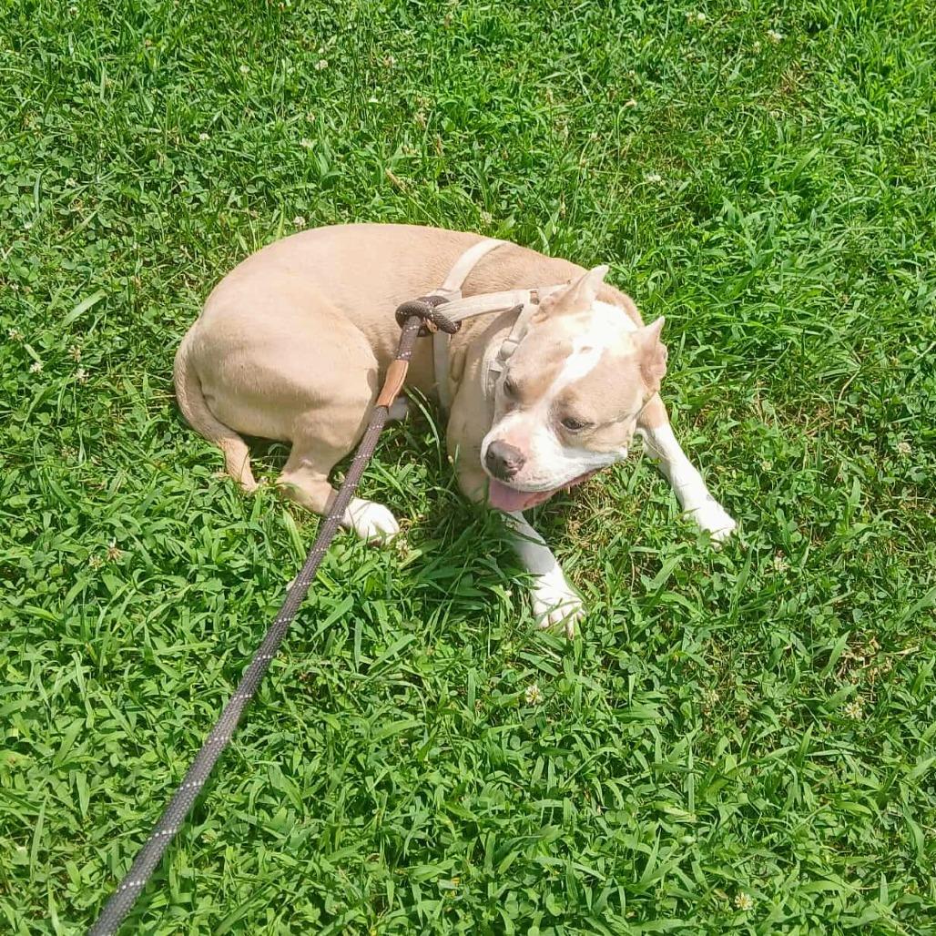 Enlarge Poptart (Fancy), a Adoptable Terrier in Flintstone, MD image 5/6