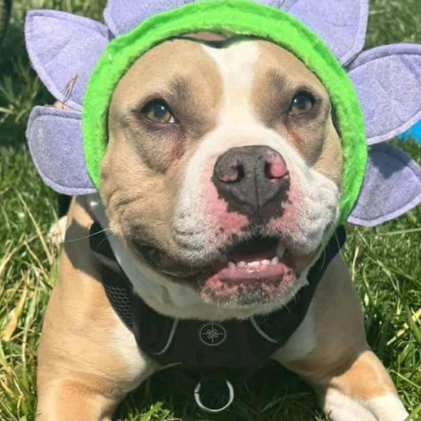 Enlarge Poptart (Fancy), a Adoptable Terrier in Flintstone, MD image 6/6