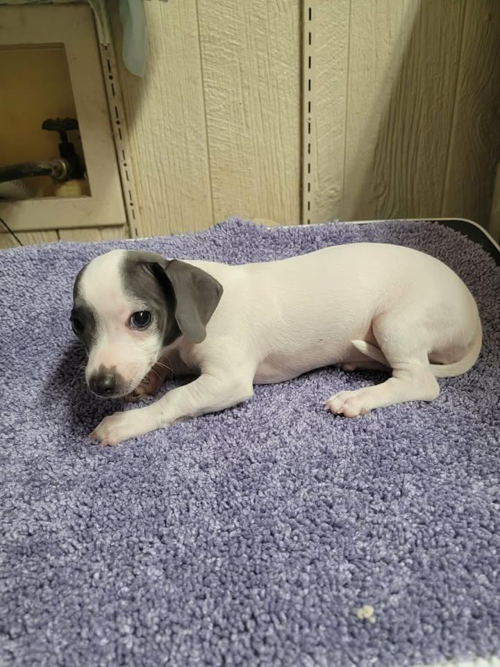 Enlarge Liza, an adopted Chiweenie in Van Alstyne, TX image 2/6