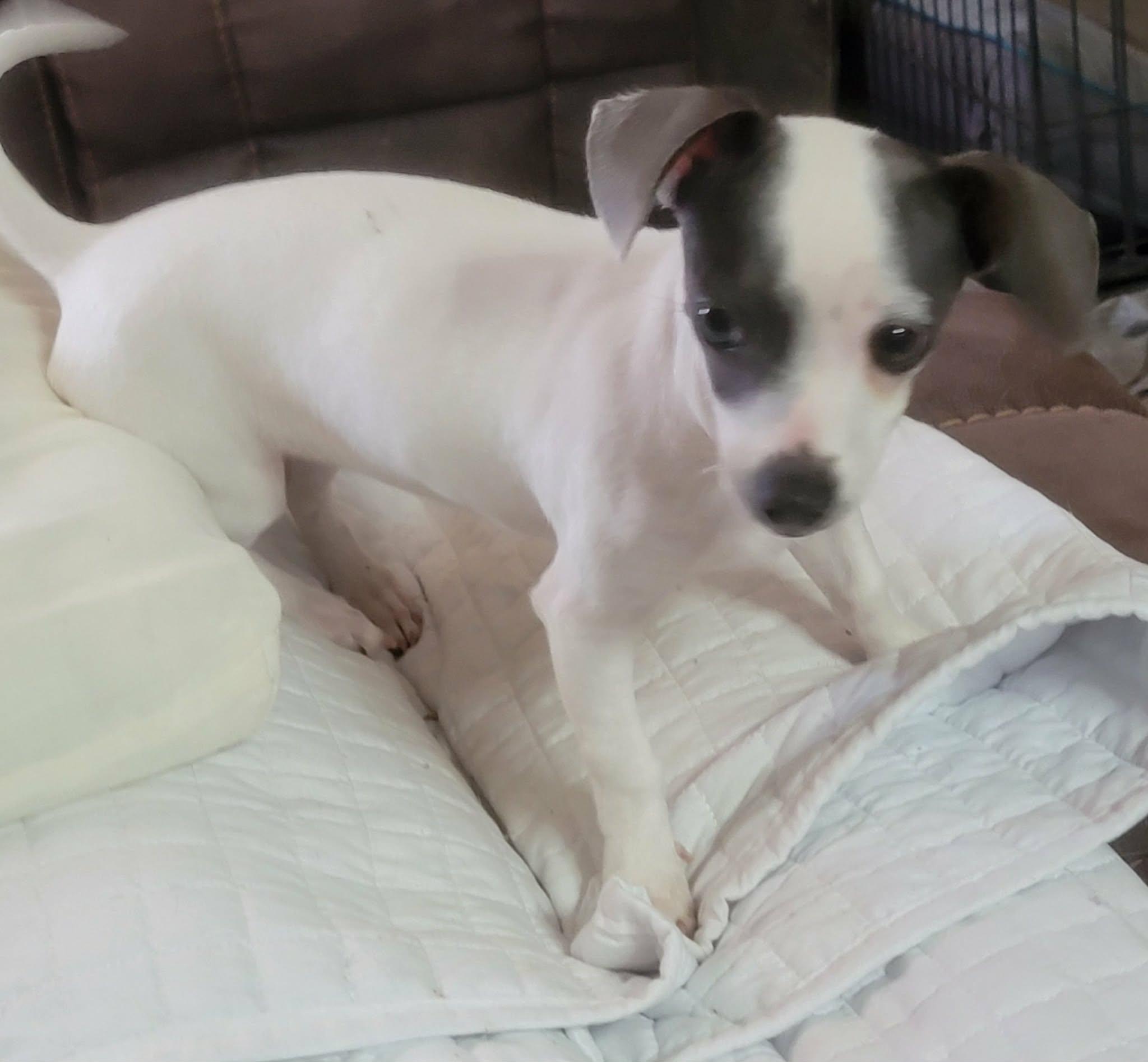 Liza, adopted, Young Female Chiweenie.