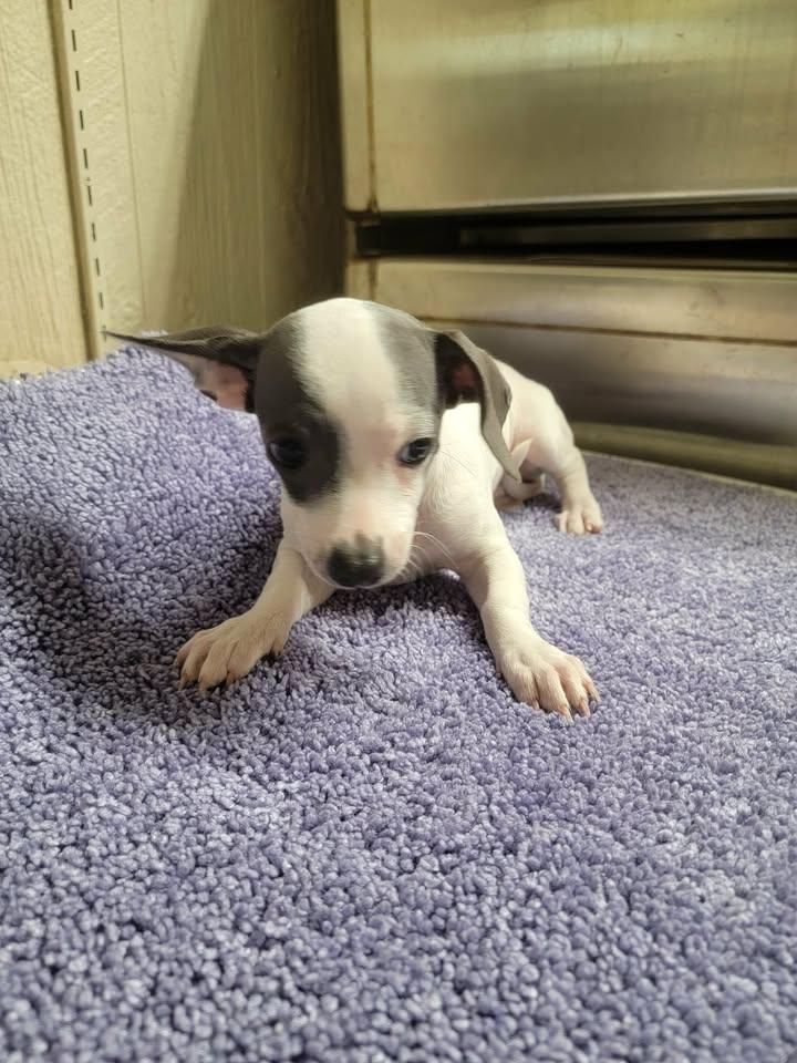 Enlarge Liza, an adopted Chiweenie in Van Alstyne, TX image 4/6